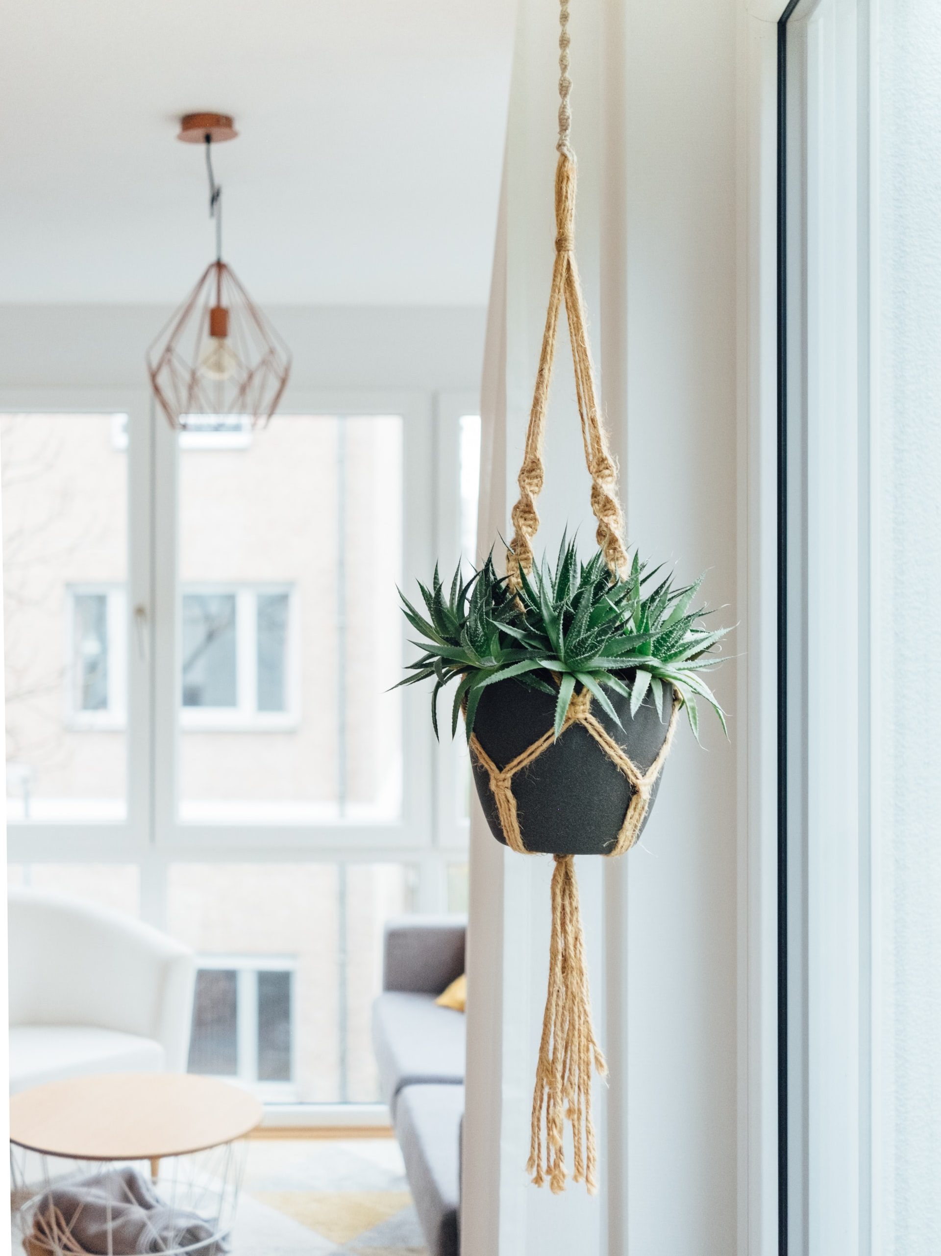 A green plant hanging by a window in a white room