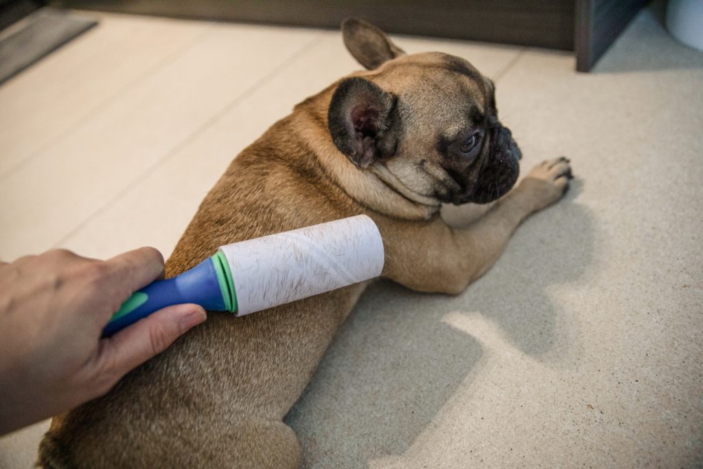 French bulldog shedding, owner dealing with excessive hairs by using lint remover