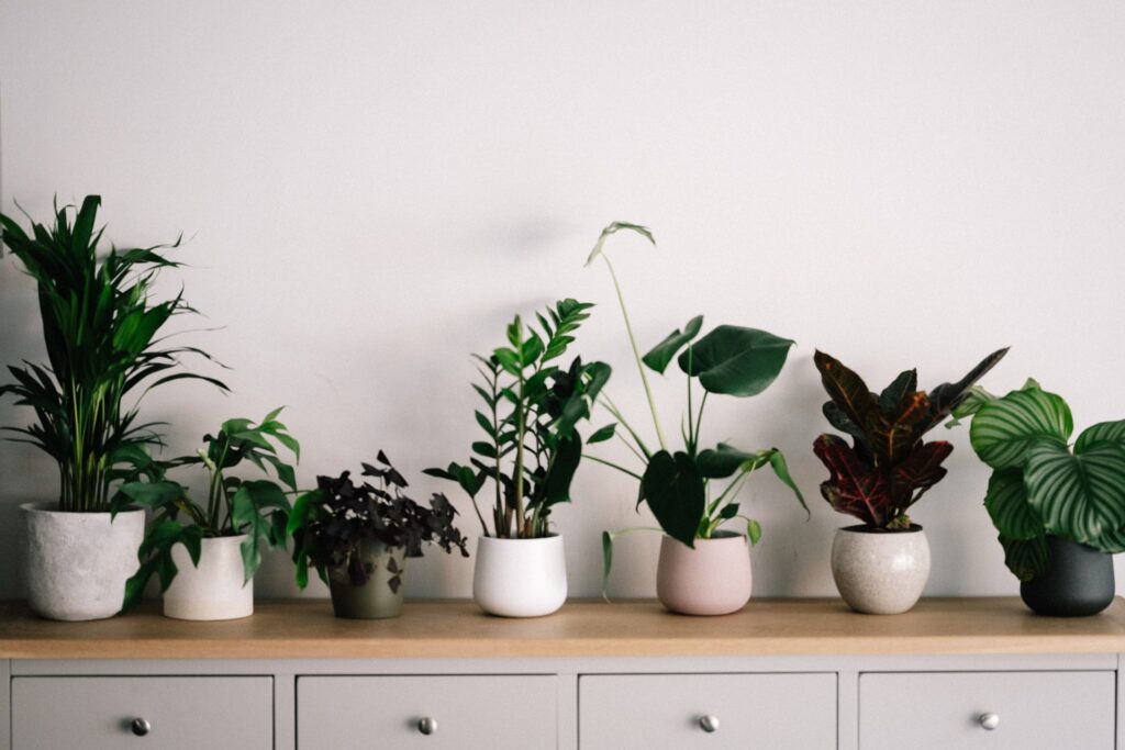 a variety of plants on a dresser