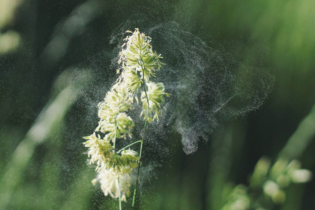 pollen cloud coming off a flower, showing tons of dust
