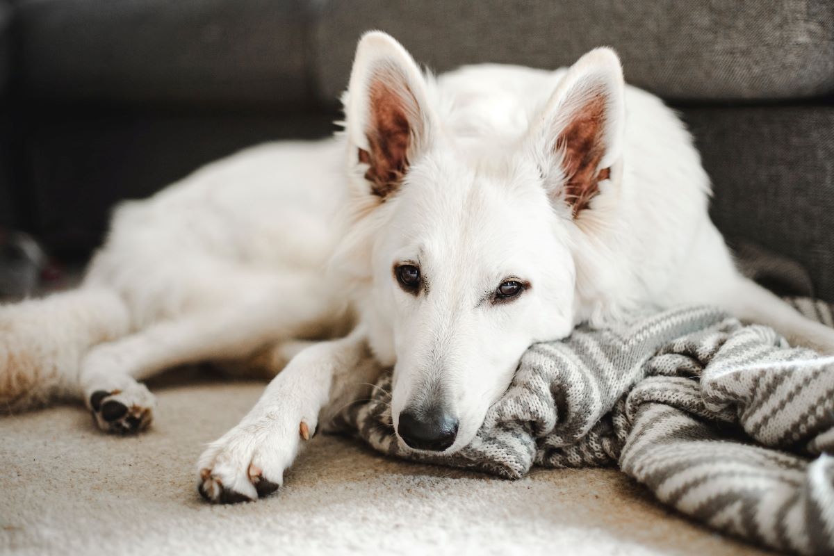 fluffy white dog lying on carpet whose owner needs to know how to get dog hair out of carpet