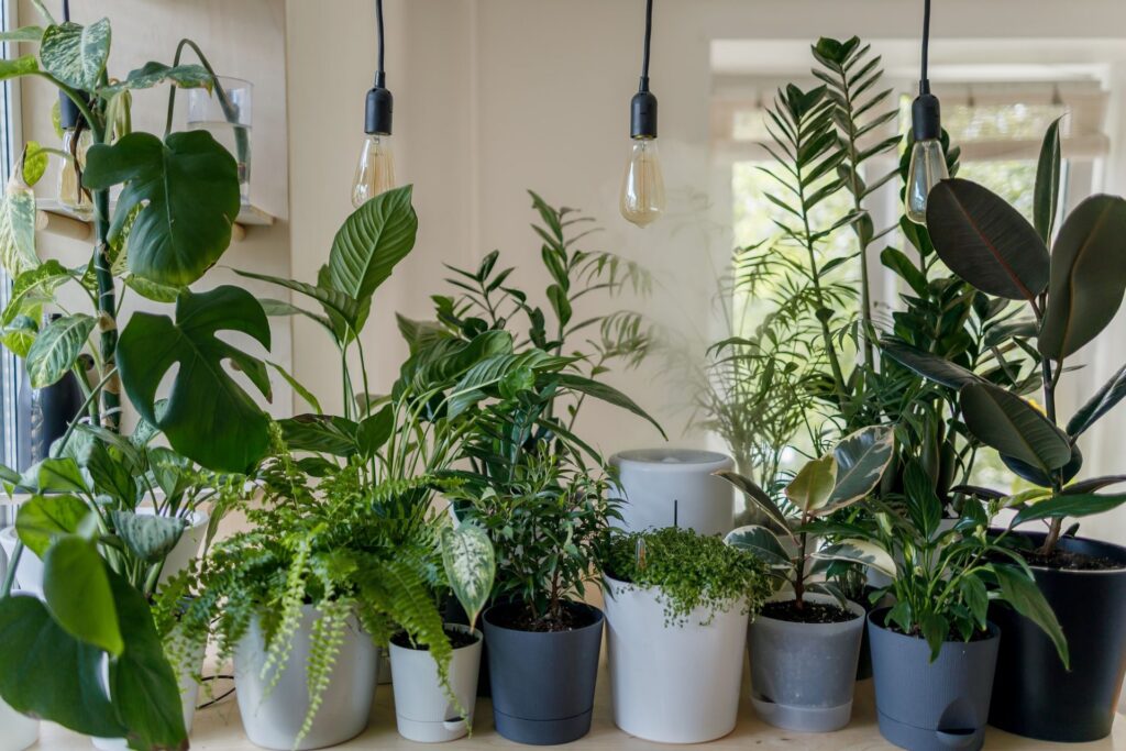 array of low-maintenance house plants