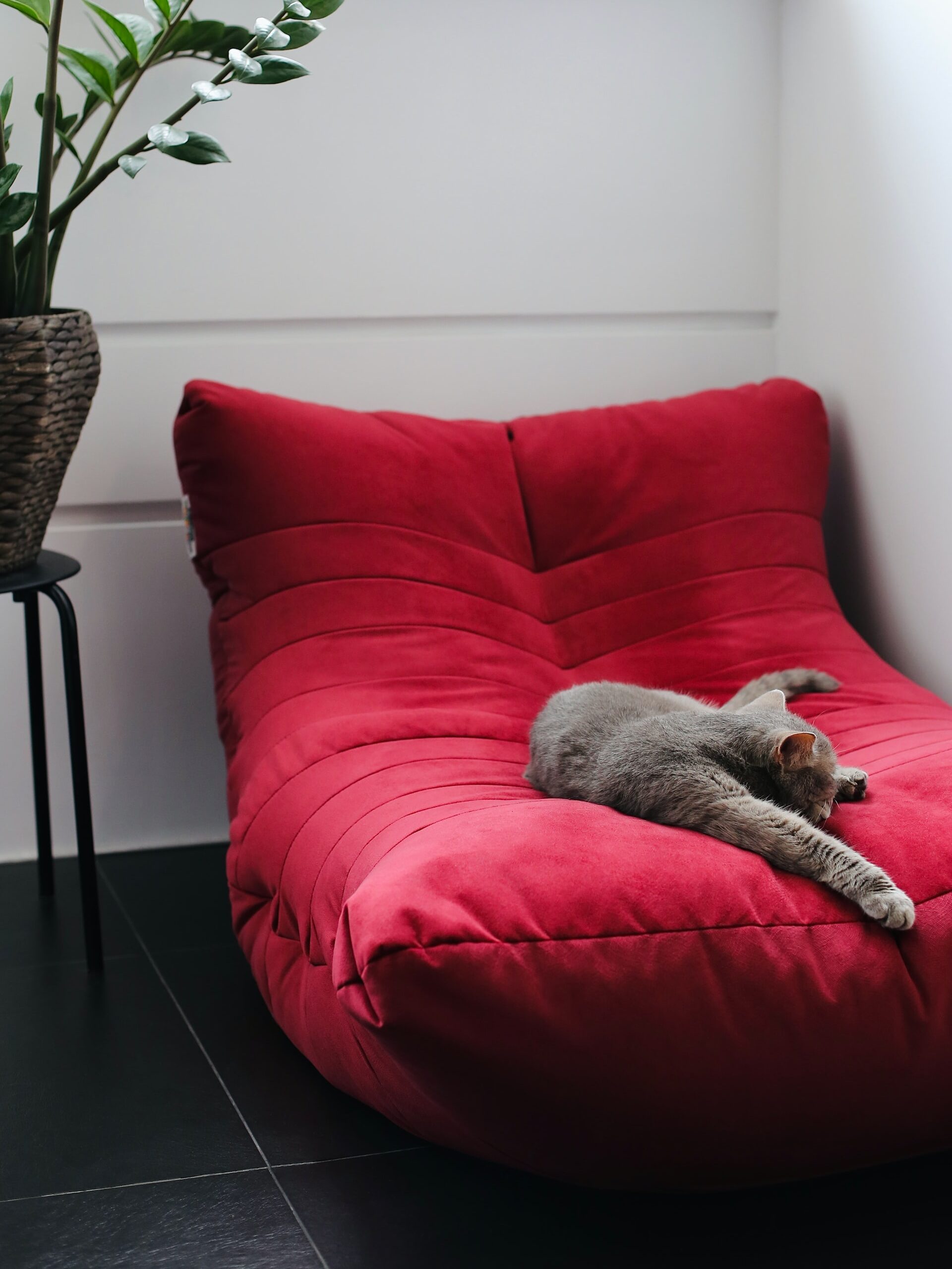 a grey cat sleeping on a cozy red chair