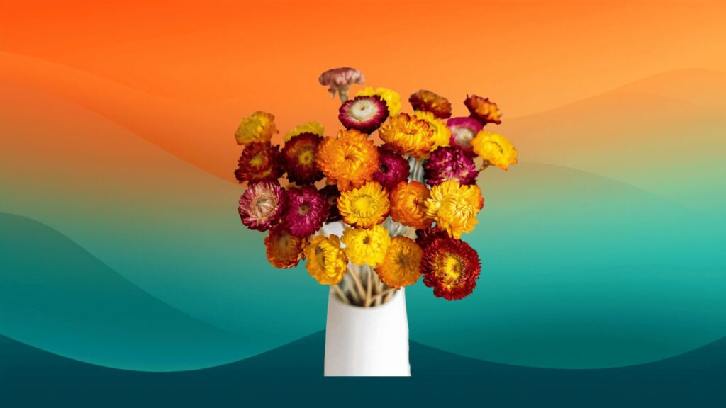 dried orange, yellow, and red daises in front of an orange and teal background