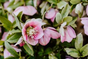 lenten rose blooms one of the best evergreen perennials for shade