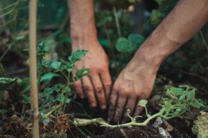 soil-in-your-yard-ok-for-gardening