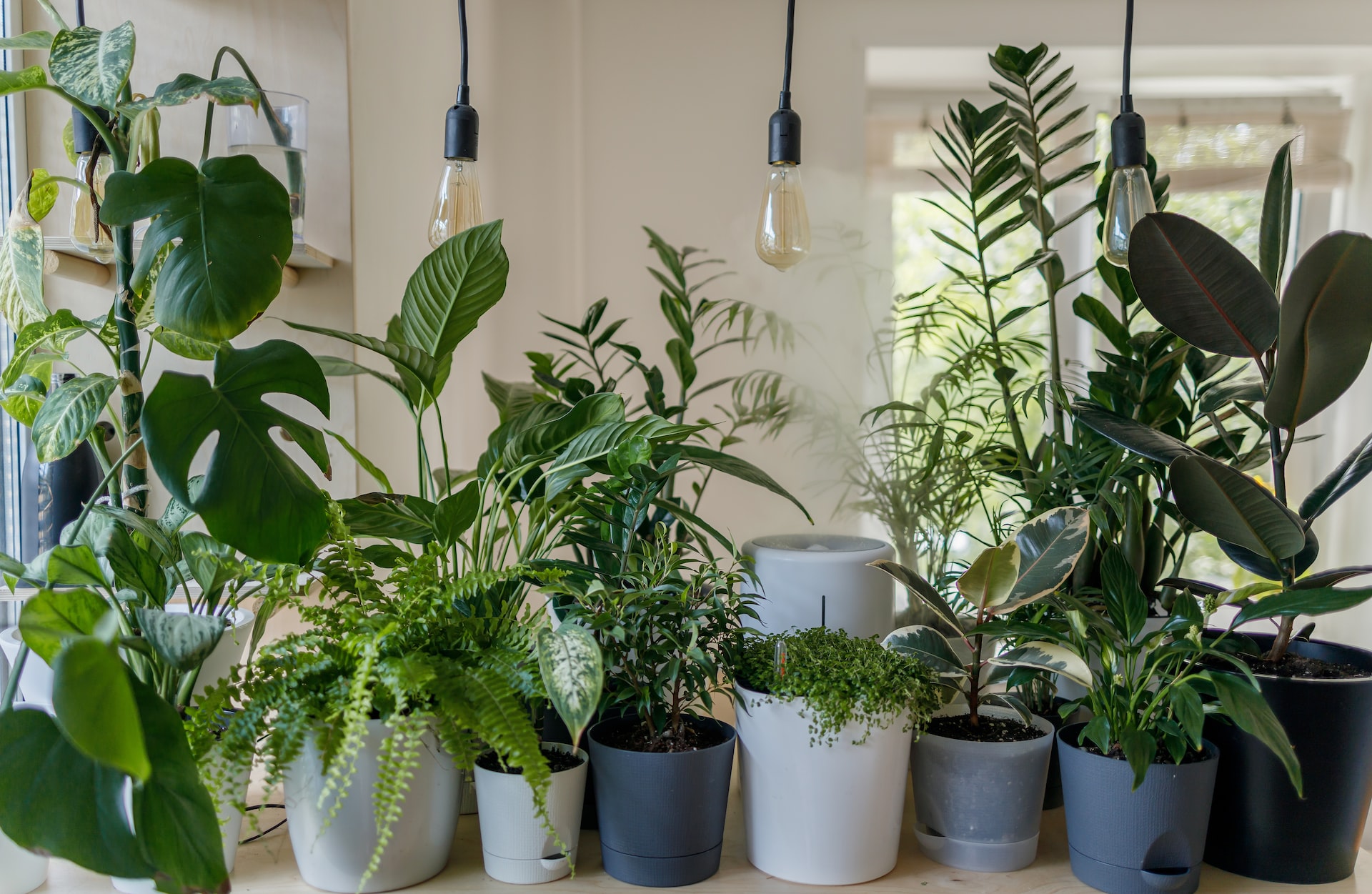 The Best Artificial Lights for Plants This Winter