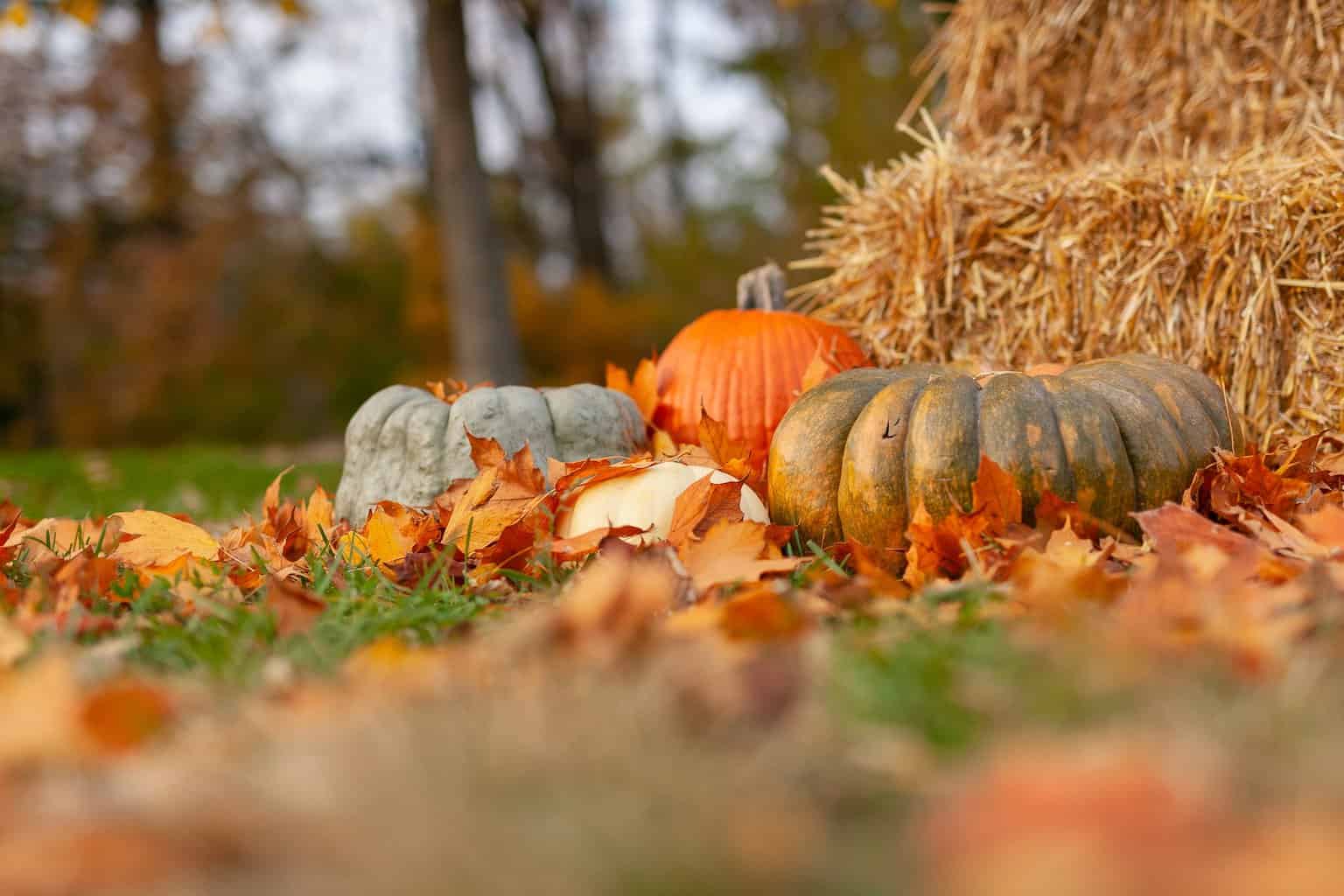 ways to use pumpkin after halloween