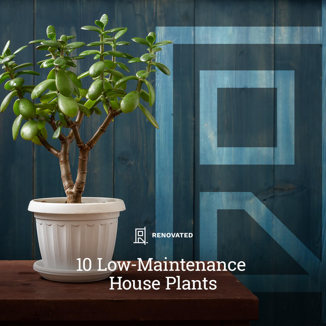 10-low-maintenance-house-plants-renovated