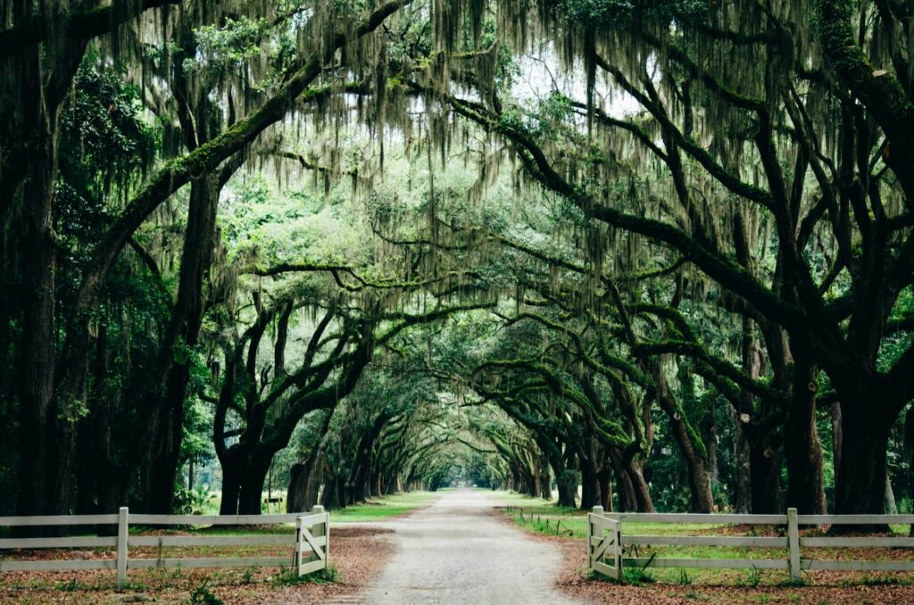 Wormsloe Historic Site in Savannah, Georgia