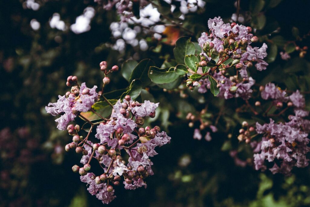 Pink and white flowers in Alabama