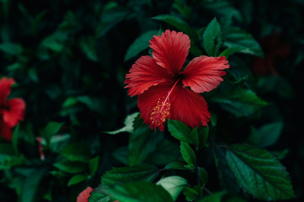 Hibiscus plant thriving.
