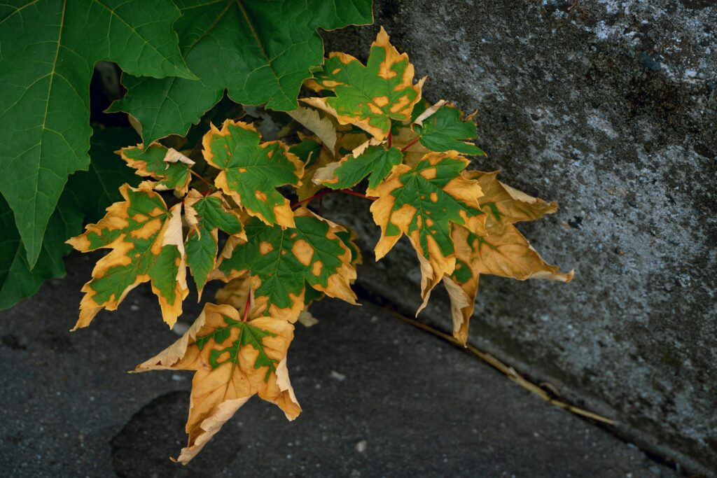 A plant with yellowing leaves.