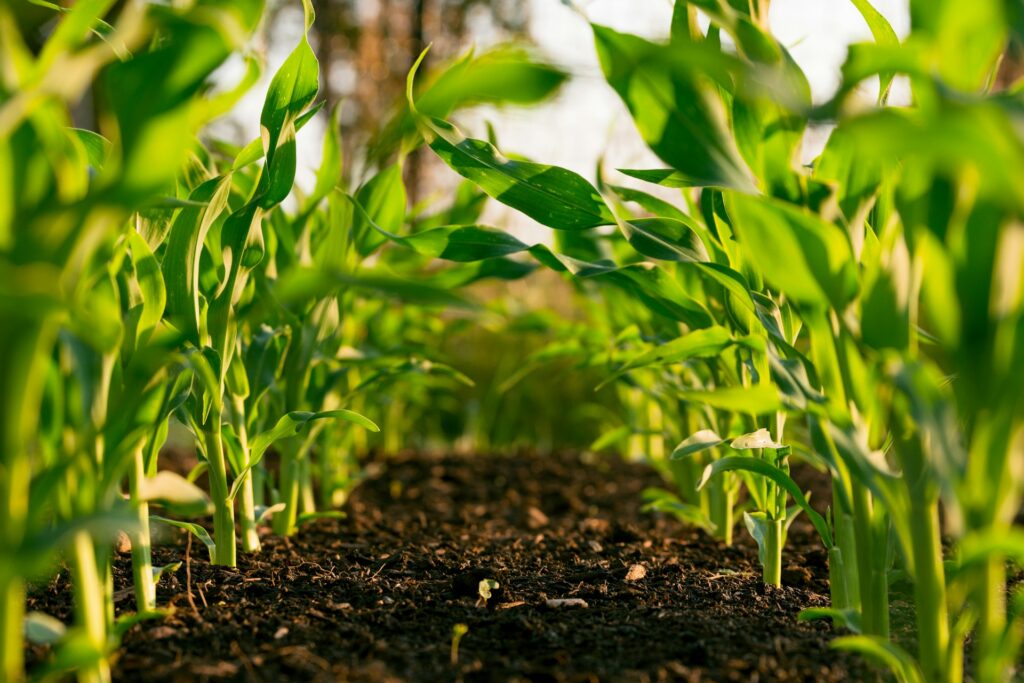 Plants thriving with healthy soil.