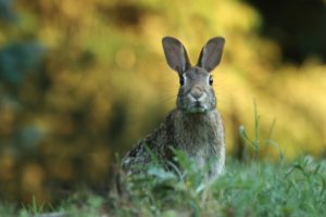 wildlife-friendly lawn