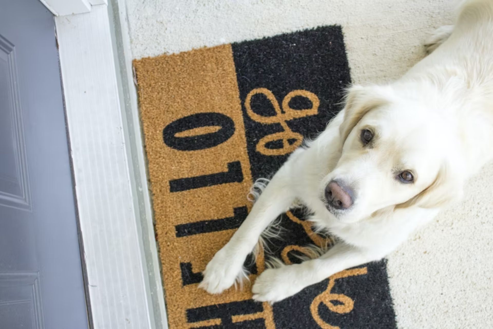 how-to-install-a-dog-door