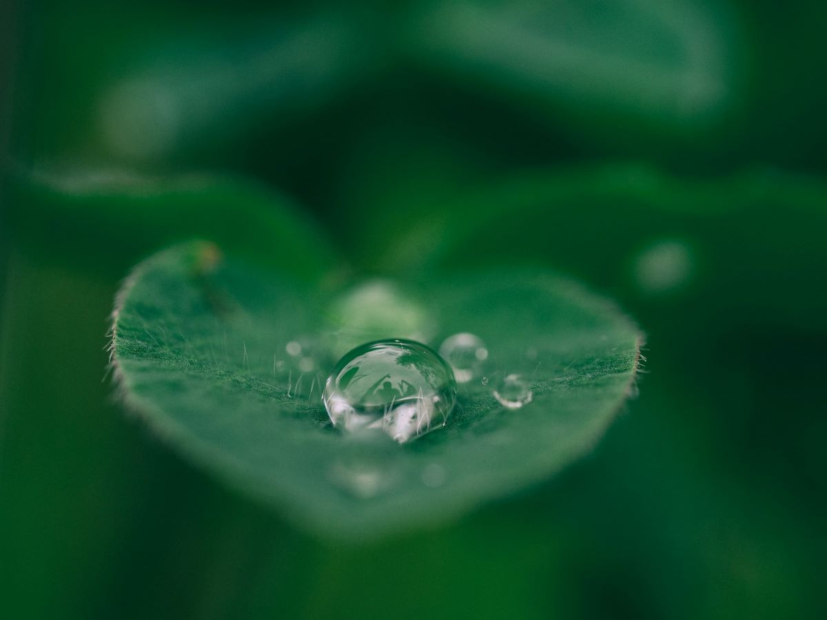 a droplet of water resting on a leaf reminding us of the importance of tips for saving water.