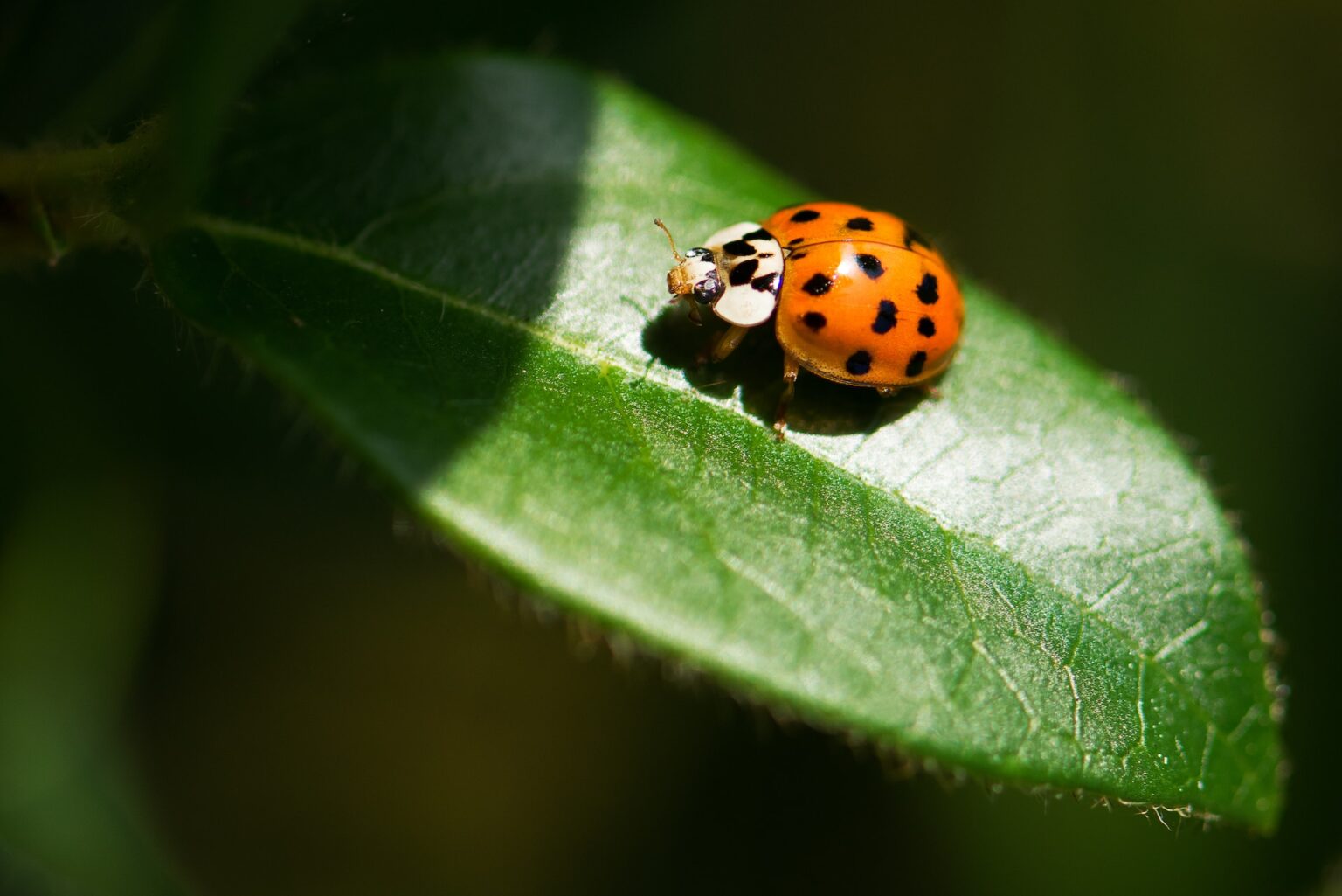 Why Are There So Many Ladybugs