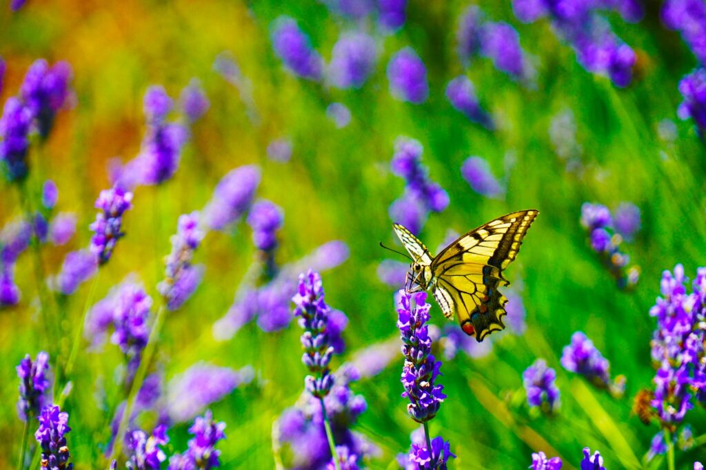 a yellow butterfly on lavender in a beginner's garden who knows how to make a butterfly garden
