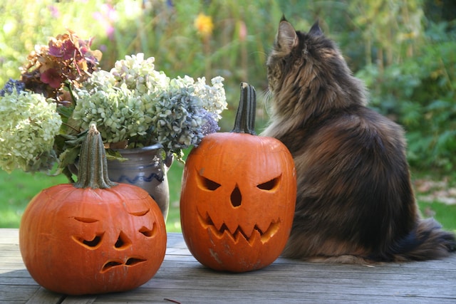 pumpkin carving ideas - carved pumpkin lanterns with a cat and flowers in the background