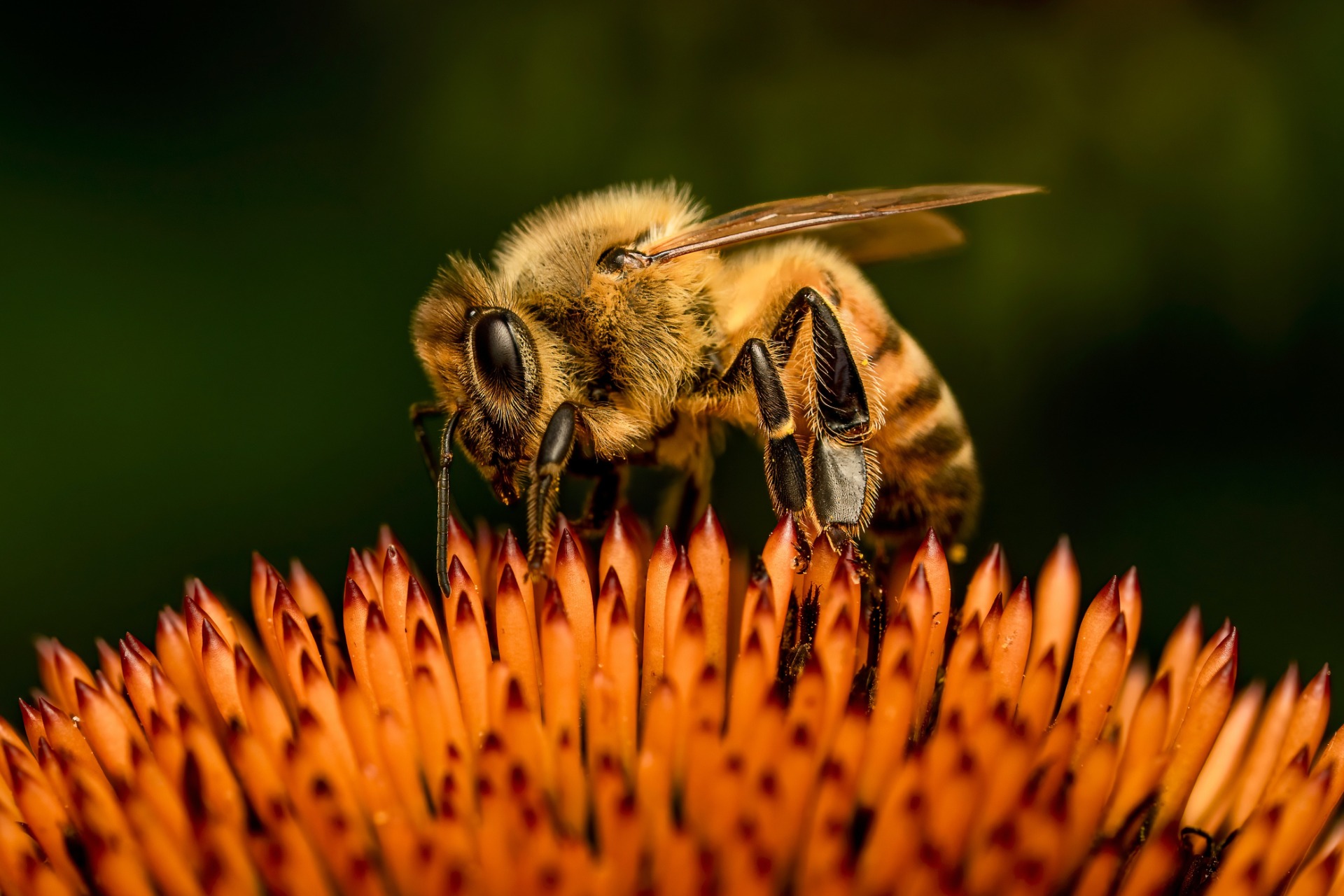 bee garden - a photo of a bee