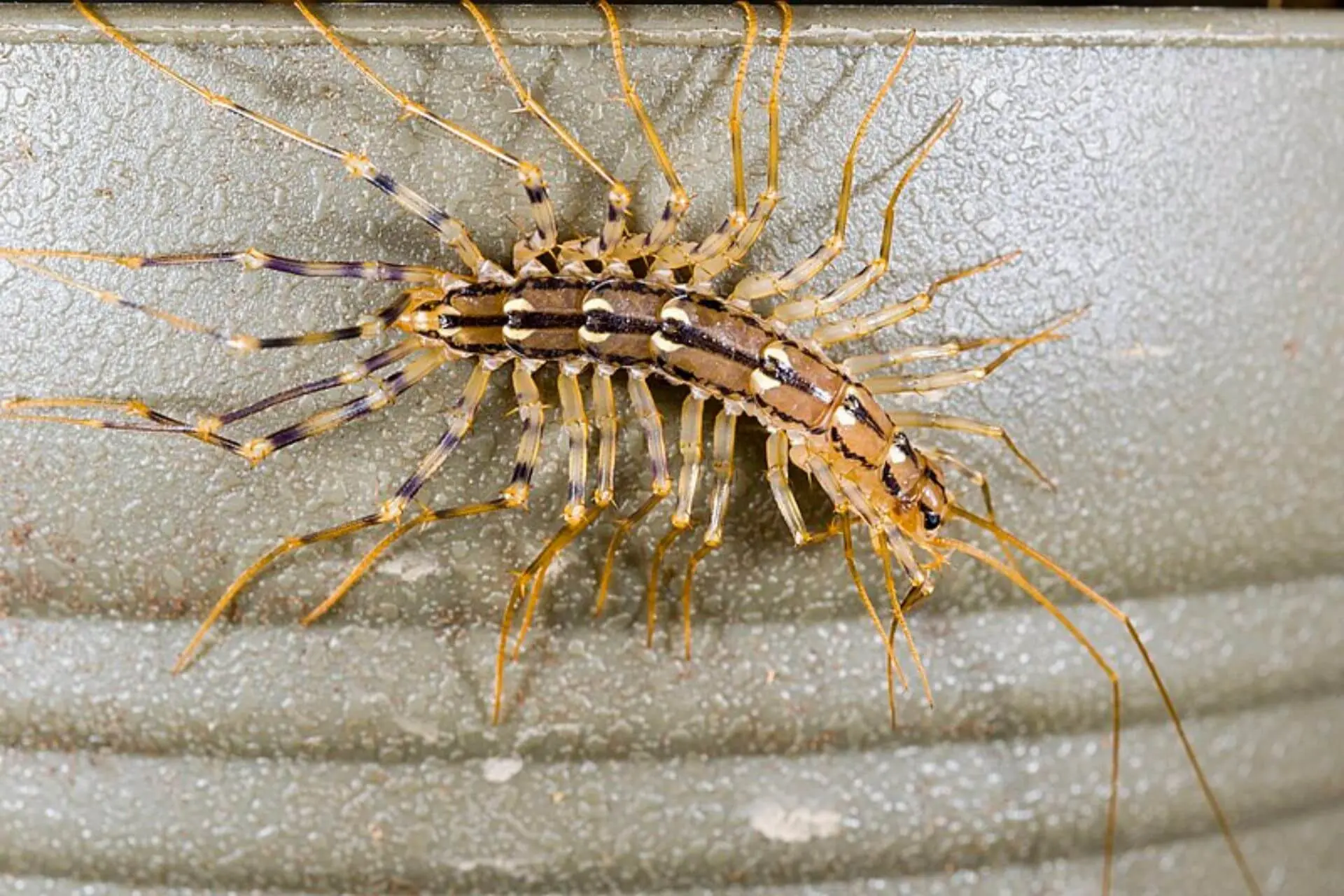 What Attracts House Centipedes, and How to Get Rid of Them