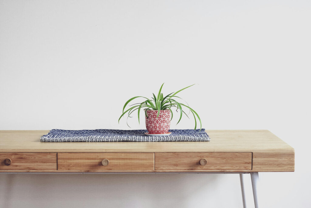 spider plant on wood table