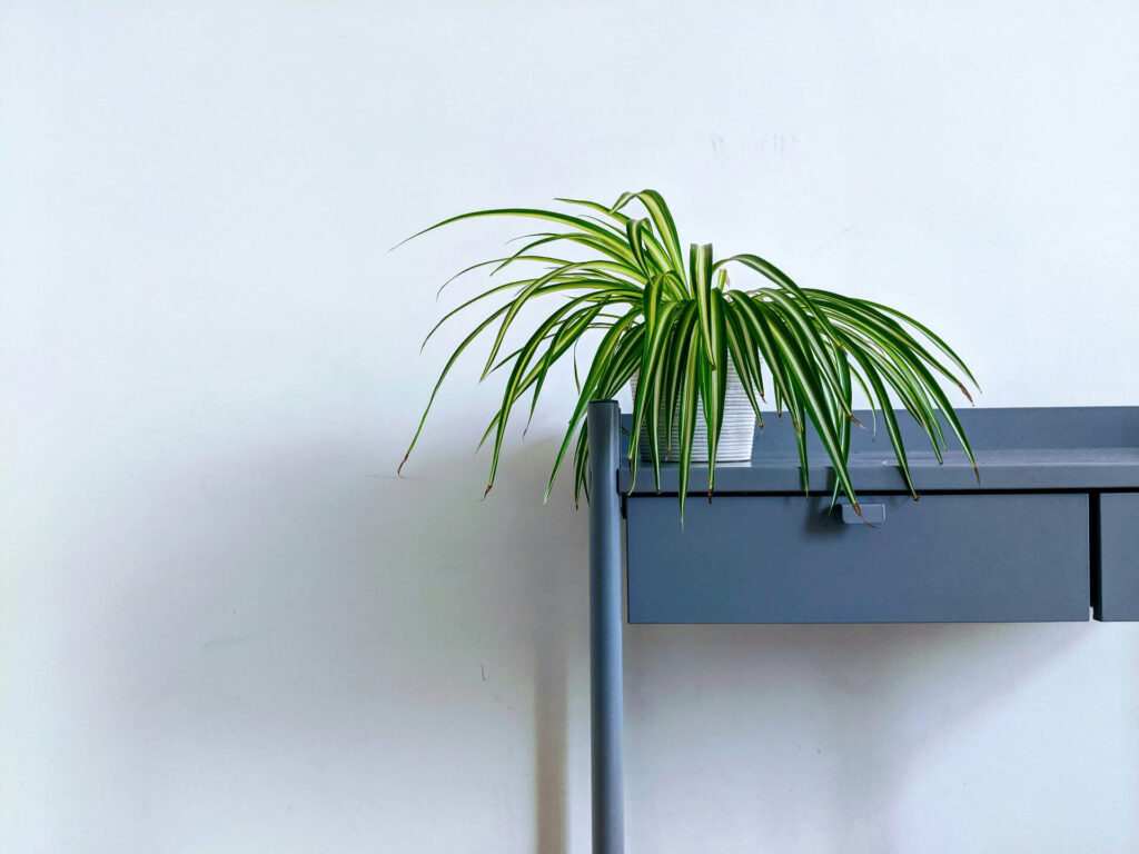 spider plant on blue table