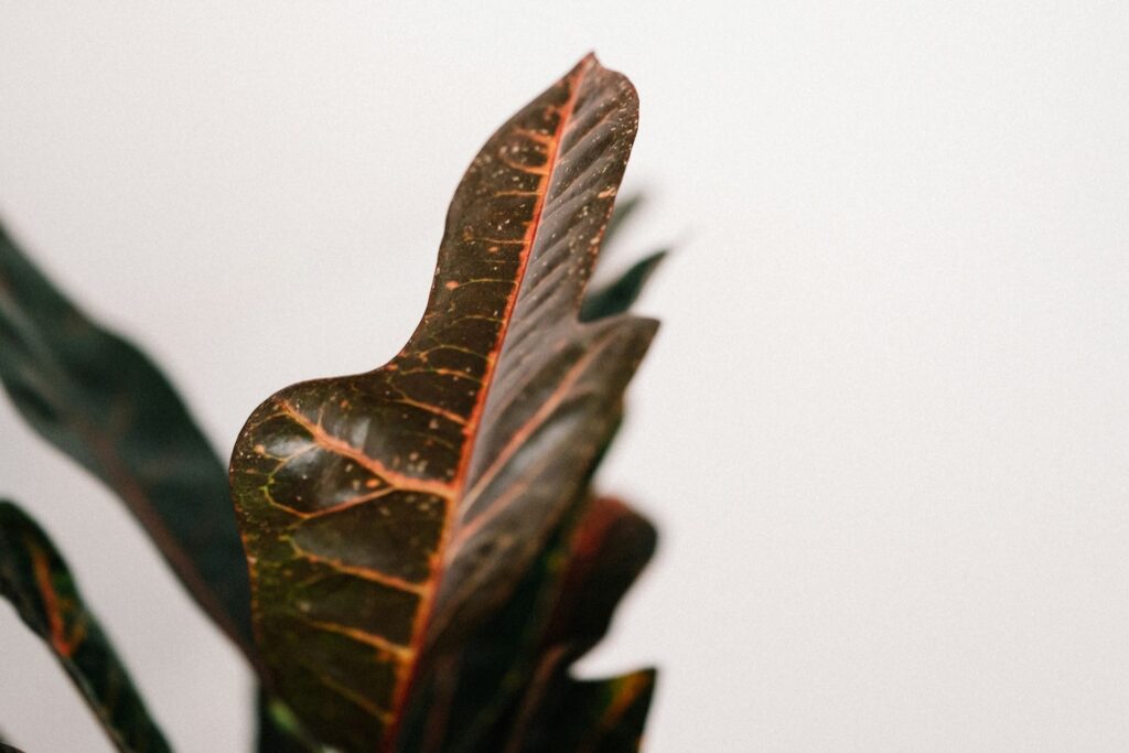 Splotches on a houseplant's leaves.