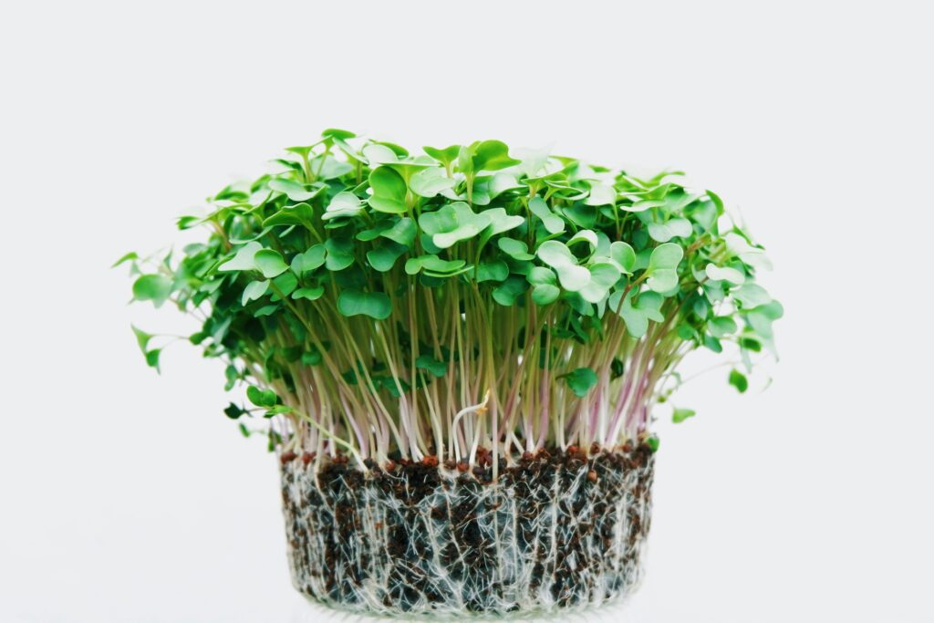 A green plant with white roots.