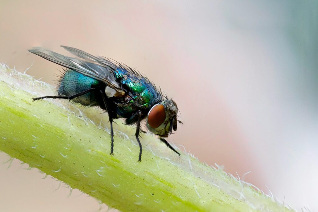A fly on a plant.