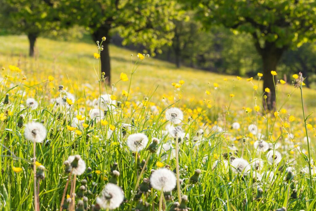 A sunlit grassy field with trees blurred in the background. White dandelions are in the front of the imagine with yellow flowers interspersed throughout.