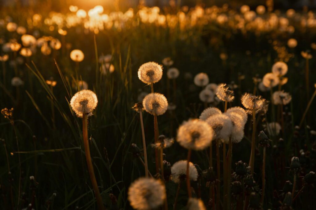 White dandelions are close up with more blurred in the background. The sun is setting above the flowers in the background, lighting them a dark gold.