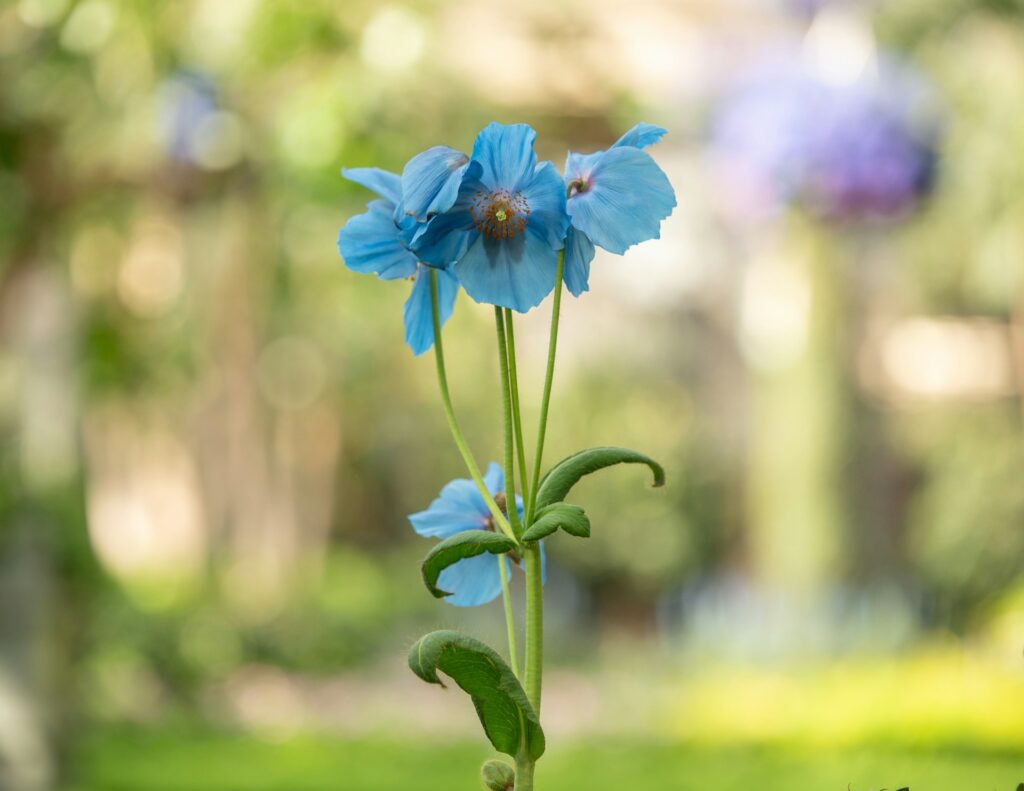 A stem of four blue poppies against a green blurred background.