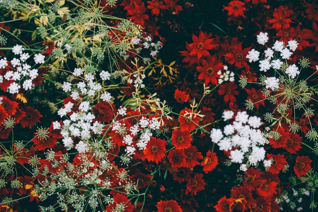 Red and white flower varieties fill the lens. The filter slightly darkens them.