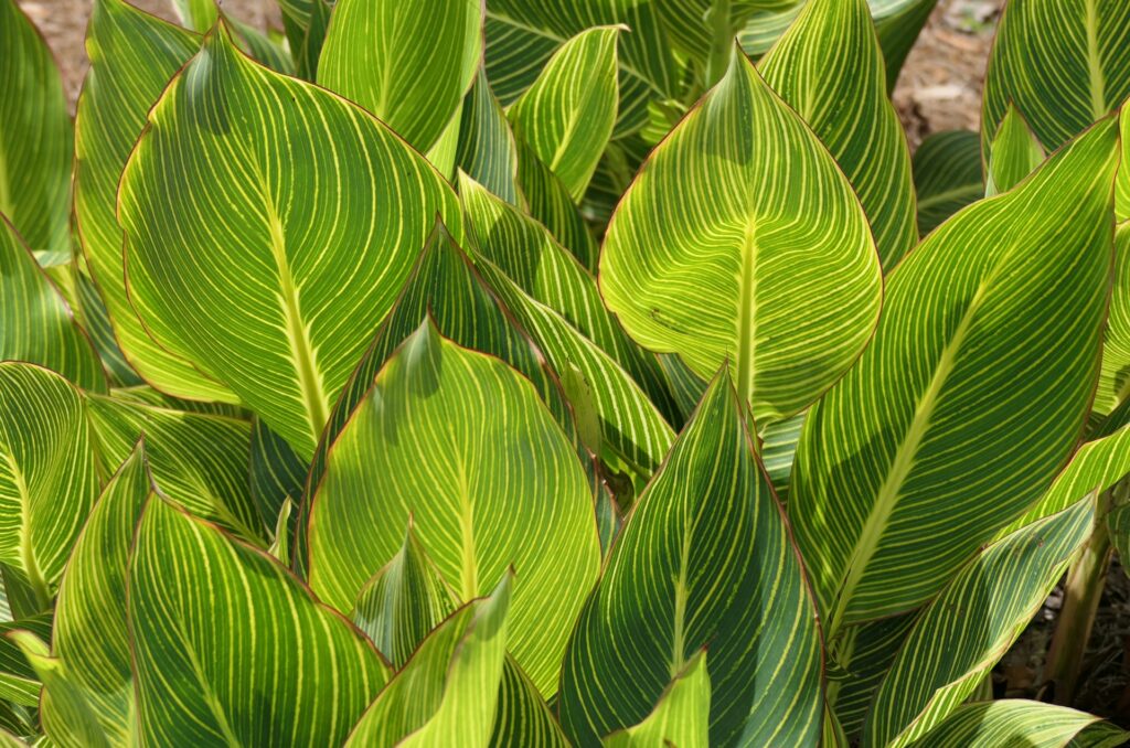 Hosta leaves that are dark green with light green stripes stretch toward the sky