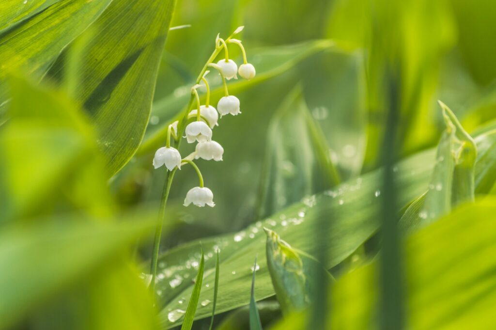 Lily of the valley white blooms hang upside down among stretching green leaves on a sunny day