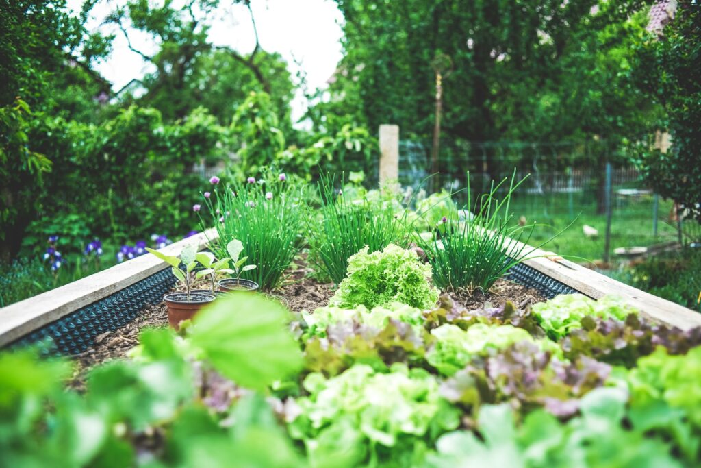 An above-ground garden full of green plants sits in a backyard against a background of green trees.