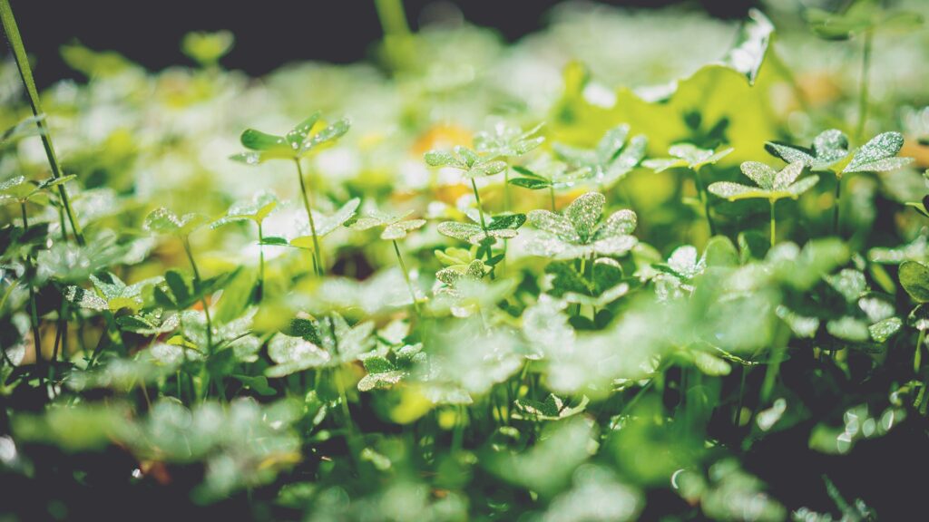 Soft green petals glisten under the sunlight because they're covered in dew