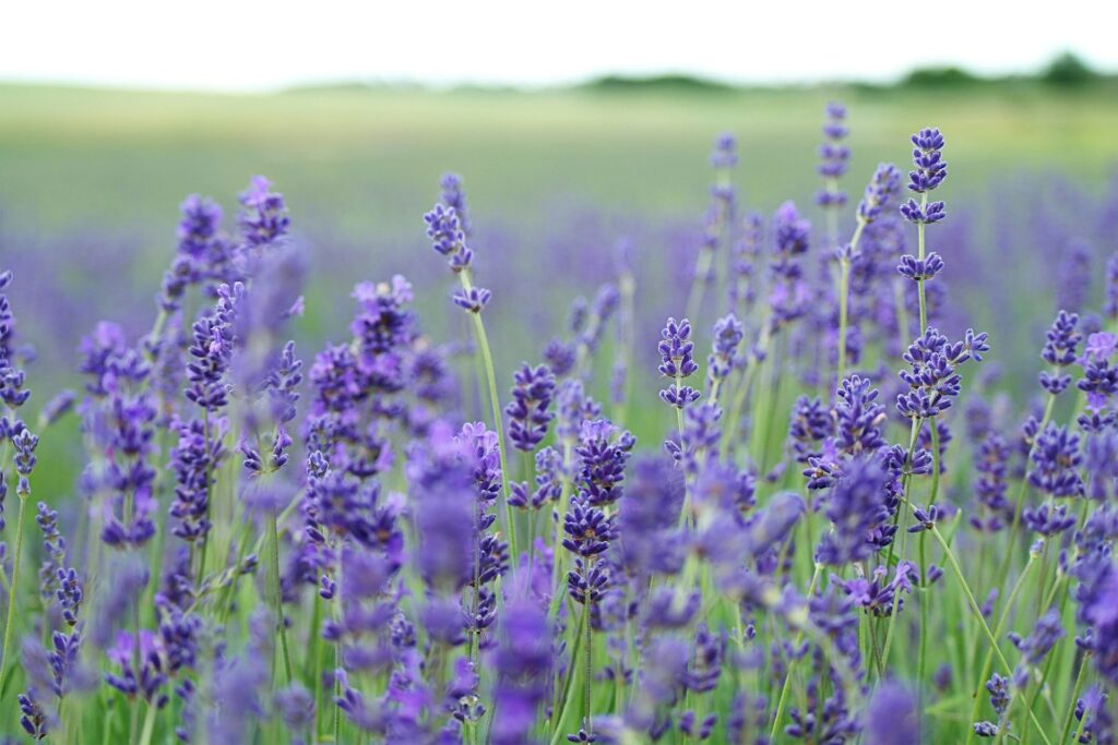 Purple lavender flowers fill an expansive green field