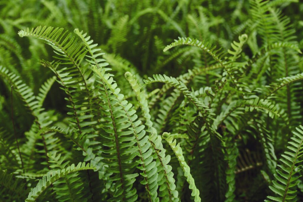 Fern leaves stretch toward the sky in front of endless fern leaves behind them