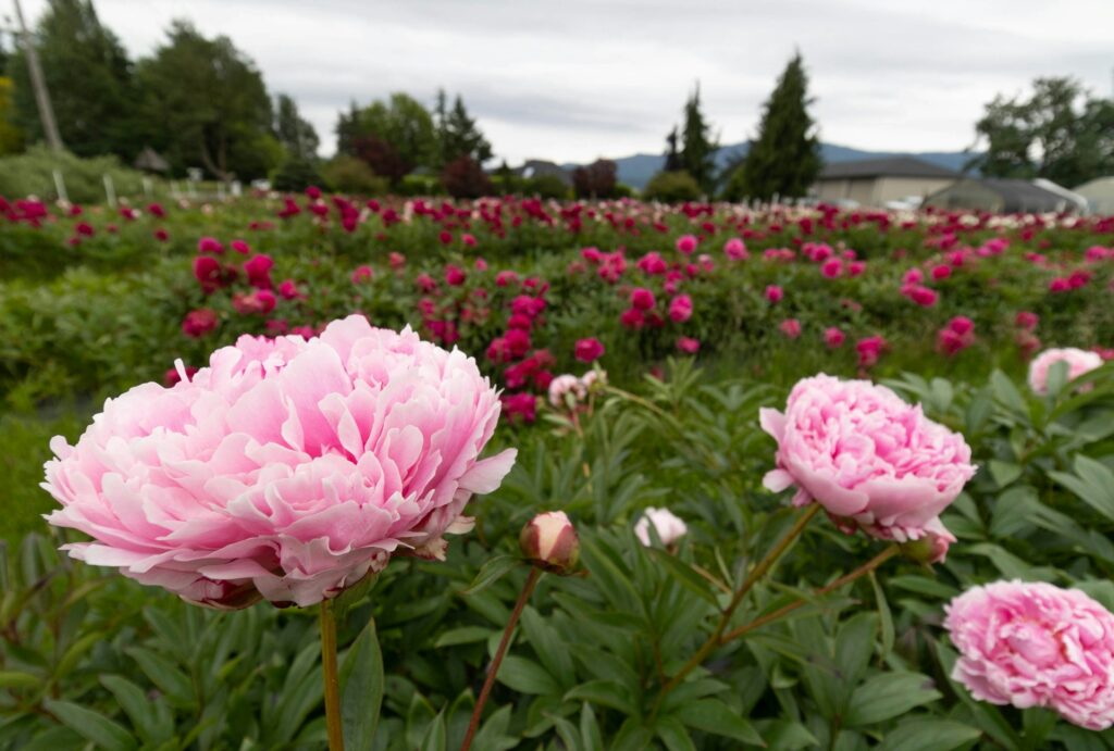 Peonies grow in a large garden. Some of the perennials are light pink and others are dark pink. Trees, a small building and a gray sky are behind them.