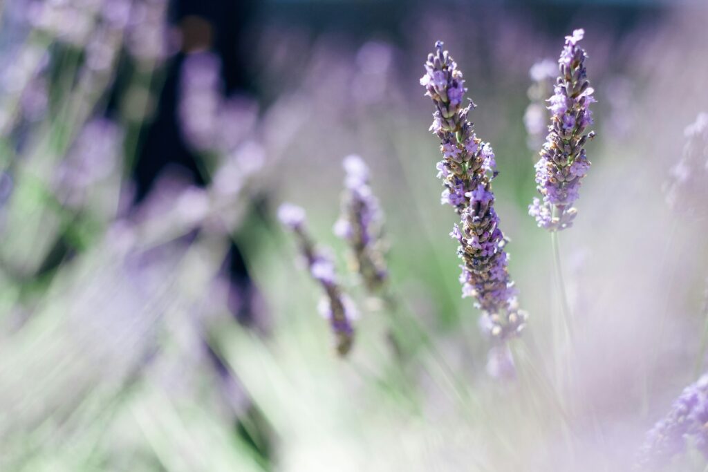 Purple lavender blooms are slightly in focus while other lavender flowers are out of focus around and behind them.