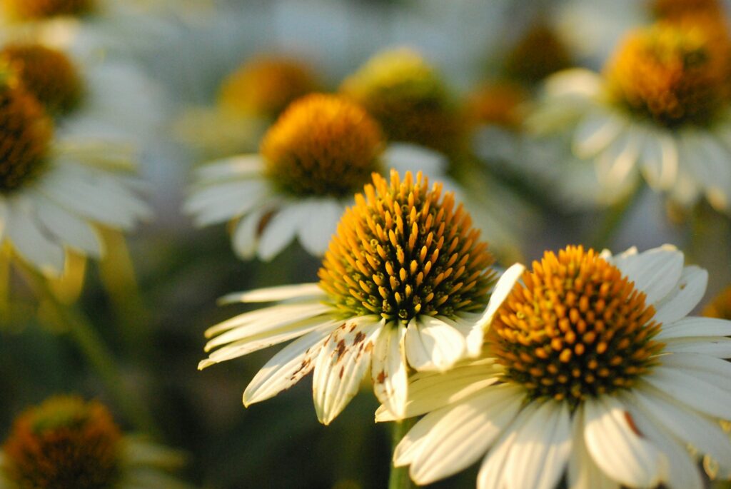 Yellow cone flower buds with white petals are both in and out of focus underneath sunshine