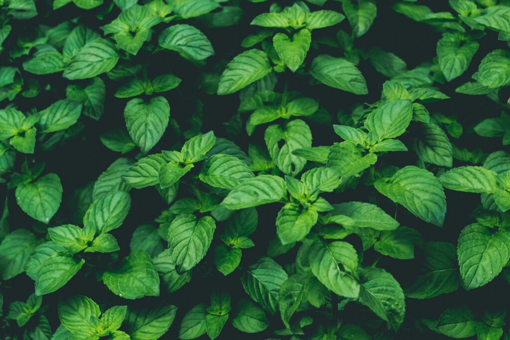 Tiny green mint leaves fill the view in this close up picture