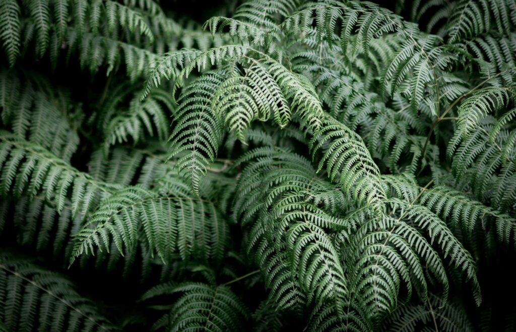 Pale green fern branches droop slightly in a large bush