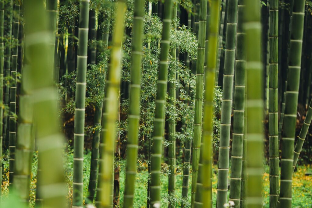 Bamboo growing for construction.