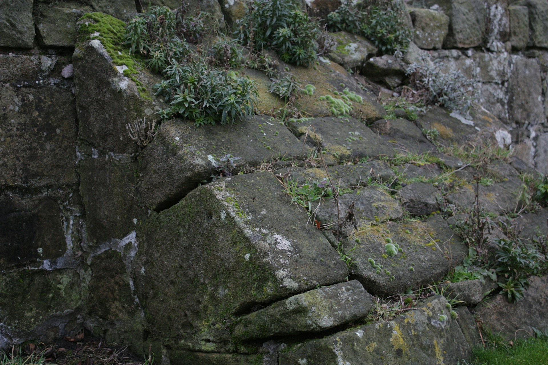 what kills weeds - a stone walkway with weeds