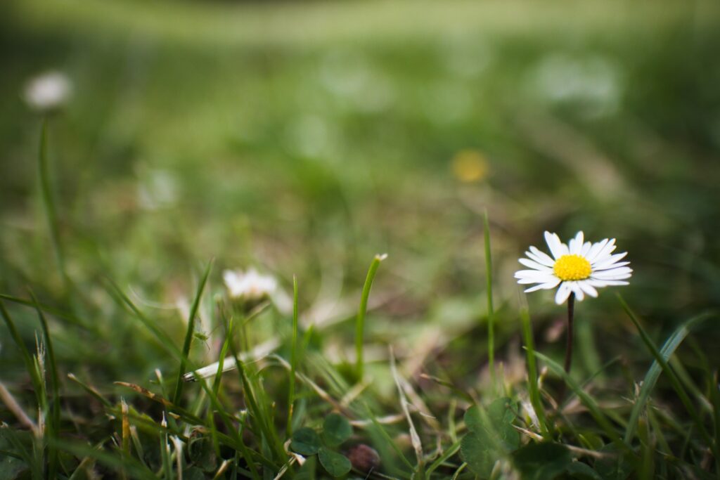 Daisies and weeds.