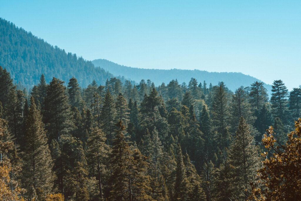 A forest from above.